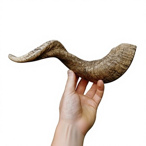 Shofar en corne de bélier naturelle, brut, fait main, non fini, pour la fabrication de shofars et l'artisanat - Product Image 3