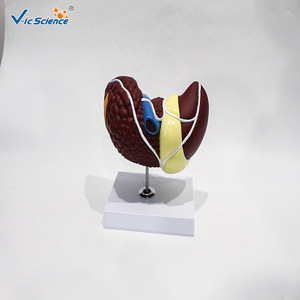 Modelo patológico de hígado humano; estructura cáncerica del hígado; herramienta de enseñanza y formación médica - Product Image 3