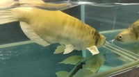 Modèle de poisson arowana animatronique, poisson dragon bionique robotique grandeur nature, statue de poisson réaliste en mouvement pour aquarium et parc