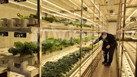 Système de ferme verticale hydroponique NFT entièrement automatique intelligent 40HQ avec conteneur en acier inoxydable pour la laitue et les légumes-feuilles
