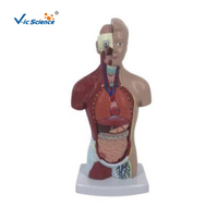 Maniquí Médico de Torso Humano de 26 cm, Unisex, PVC Ecológico, 14 Partes, Modelo Anatómico para Entrenamiento de Enfermería en Escuelas