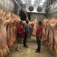 Abattoir de moutons et de chèvres Équipement de transformation de la viande Carcasse Chambre froide congélateur à pied
