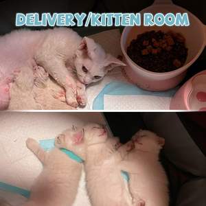 Premium Pet Production Room tragbares faltbares Hundezucht zelt nimmt keinen Platz wasserdichtes Hunde zelt ein - Product Image 6