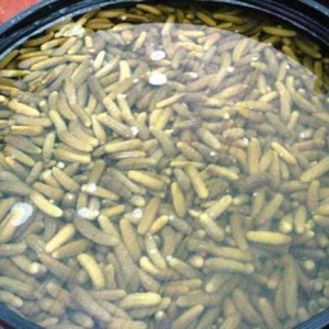 Cornichons en saumure de qualité alimentaire – Concombre en conserve pour la vente en gros - Product Image 1