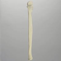 Modelo de cúbito humano de espuma sólida KyrenMed, modelo de perforación de práctica de cúbito de esqueleto izquierdo y derecho cortical de espuma de tamaño real