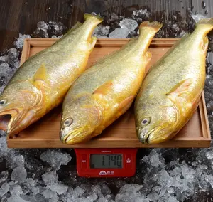 best price frozen whole round yellow croaker