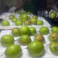 Nieuwe oogst verse peren Chinese leverancier import bulk groothandel aanbod kroonperen verse export