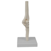 Modèle d'articulation du genou en PVC pour la science médicale, modèle de squelette anatomique humain, modèle d'articulation du coude grandeur nature en PVC avancé CE/ISO