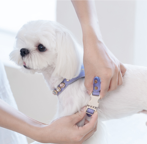 Conjunto de Arnés de Cuero para Perro, Arnés Ajustable para Perro Pequeño con Correa a Juego, Decoración de Cristal, Cuero PU, Disponible en Stock - Product Image 3
