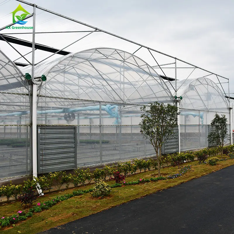 Custom Nursery Vegetable Tomato Growing Tunnel Multi Span Greenhouse For Agriculture