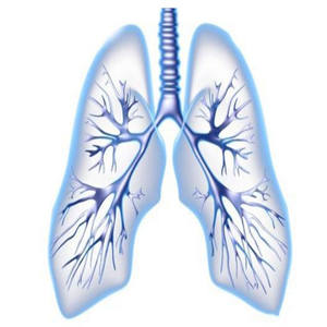 मल्लिन पत्ती का पौधा निकालने के पूरक प्राकृतिक फेफड़ों की सफाई के साथ बोतल ड्रम में पैक किए गए विभिन्न प्रकार से ग्लास प्लास्टिक का मसाला - Product Image 3