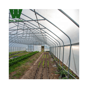 Serre moderne multi-travée en acier léger pour la culture de tomates et de laitues Serre agricole gothique directe en usine - Product Image 5