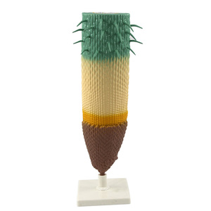 Modèle de section longitudinale de la racine de *Phyllostachys edulis* ; modèle d'analyse anatomique du système racinaire végétal ; enseignement et - Product Image 3