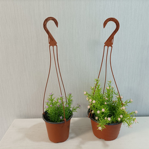 Cesta colgante para exteriores, cesta colgante para <span class=keywords><strong>Epipremnum</strong></span> <span class=keywords><strong>Aureum</strong></span> y Chlorophytum - Product Image 6