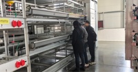 Cages à poules pondeuses pour l'élevage avicole, cage de type A pour poules pondeuses