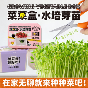 Kit de culture hydroponique de blé vert pour enfants, récolte en 10-15 jours, plantation intérieure - Product Image 5