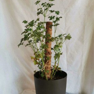 Poteau en fibre de coco auto-arrosant 12/16/20 pouces pour support de plantes de jardin - Écologique, durable, léger - Eco2go Vietnam - Product Image 3