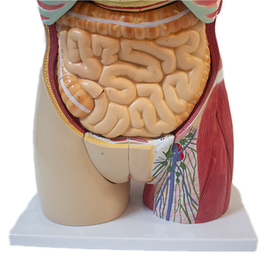 Modèle de <span class=keywords><strong>torse</strong></span> humain avancé en PET pour la science médicale et l'anatomie, à double sexe, avec dos ouvert révélant les couches musculaires (mâle et femelle) - Product Image 3
