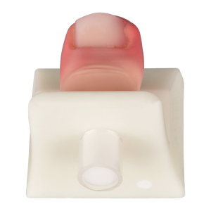 Modèle d'entraînement pour l'élimination des ongles incarnés, et modèle de pratique pour la suppression des rougeurs, gonflements, inflammations et des anéurysmes cutanés de l'orteil - Product Image 2