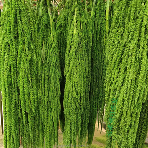 ดอกอะมารันธ์สีชมพูเขีย<span class=keywords><strong>ว</strong></span>ประดับตกแต่งแบบแขวน ขายดี สำหรับงานแต่งงาน/บ้าน/งานอีเ<span class=keywords><strong>ว</strong></span>้นท์ และการจัดดอกไม้ - Product Image 2