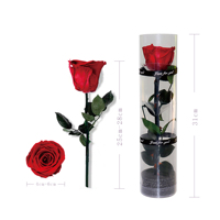 Bunga Mawar Segar Berkualitas Tinggi Laris Manis, Tangkai Tunggal, Bunga Asli untuk Hari Ibu, Hari Valentine, Hari Ayah, Ulang Tahun, Natal, Hari Jadi