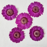 Bunga Gerbera Kering Bunga Kering yang Ditekan Spesimen Tanaman Alami Kerajinan Berlapis Resin Perlengkapan Seni Kuku Kecantikan DIY