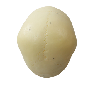 Modelo de cráneo infantil de PVC de <span class=keywords><strong>ciencia</strong></span> médica, modelo de esqueleto de plástico para entrenamiento pediátrico y estudio de anatomía en hospitales - Product Image 6