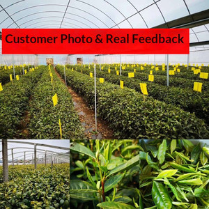 Piège à insectes collant double face jaune et bleu, plaque de colle imperméable pour le contrôle des parasites en serre, jardin et agriculture - Product Image 6