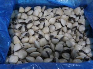 Cuit bouilli congelé palourde <span class=keywords><strong>elle</strong></span> sur palourde blanche - Product Image 3