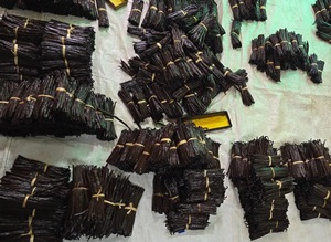 บูร์บองวานิลลาแพนิโฟเลียจากมาดากัสการ์ไม่มี100% กำจัดศัตรูพืชตามธรรมชาติขนาด14-17ซม. - Product Image 3