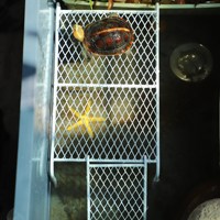 Kit d'habitat de caille à boutons le plus vendu: étagère à grille durable, plate-forme d'alimentation, bol de nourriture et abreuvoir