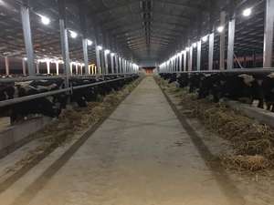 Bâtiment à structure en acier préfabriqué à faible coût poulailler à structure en acier poulaillers à structure en acier - Product Image 4