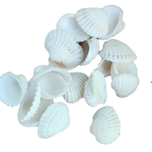 Piccole Conchiglie Naturali Bianche di Capasanta, Conchiglie Naturali Bianche di Vongola Marina, Accessori per Acquario per Decorazioni Artigianali - Product Image 6