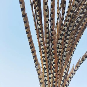 Pluma <span class=keywords><strong>de</strong></span> Cola <span class=keywords><strong>de</strong></span> Faisán Reeves Natural <span class=keywords><strong>de</strong></span> Alta Calidad para Decoración <span class=keywords><strong>de</strong></span> Carnaval 2024 - Product Image 4