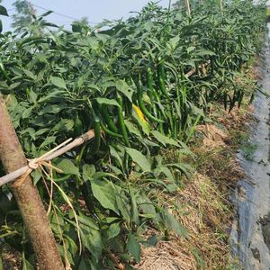 Chile de ojo de pájaro orgánico de Vietnam con fuerte calor y color natural para la industria de condimentos - Product Image 3