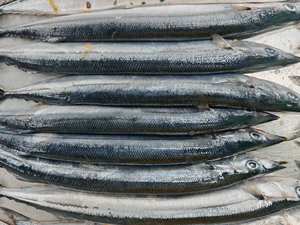 קרטון דגים טריים של דג סאורי מקדריל פסיפי, עשיר בחלבון, קפוא, שלם, בעל טריות ממושכת - Product Image 4