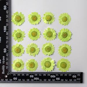 DIY reçine el sanatları 2-3cm kurutulmuş preslenmiş papatya kristal krizantem imleri mezuniyet paskalya anneler günü için telefon kılıfları - Product Image 6