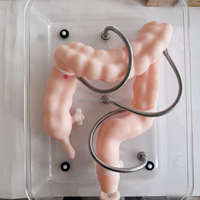 Modèle de formation en coloscopie scientifique médicale pour l'enseignement, modèle d'organe du côlon en simulation souple, modèle de côlon