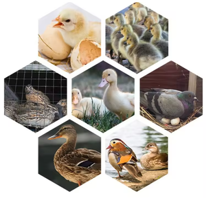 Incubateur à œufs de poulet de marque NP, incubateur à œufs de 5000 œufs, incubateur à œufs de <span class=keywords><strong>faisan</strong></span>, incubateur à œufs automatique - Product Image 2