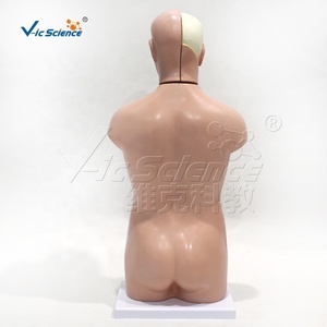 Modello Anatomico di Torso Umano Bipartito da 42 cm con Organi Interni Assemblati per Insegnamento e Dimostrazione Medica - Product Image 5