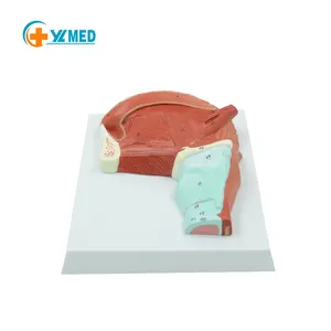 Medical science Enlarged anatomical model of oral tongue muscles for oral teaching in medical college