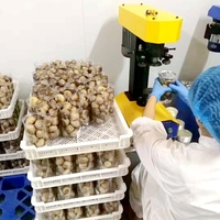 Ail noir fermenté sans sucre, une seule denture d'ail noir, plusieurs variétés d'ail noir, prix usine bas de Chine