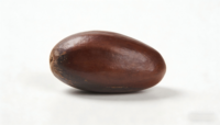 Graines de Baobab Séchées de Qualité Supérieure, Grade Alimentaire, Zambie, Durée de Conservation de 24 Mois, Haute Pureté pour l'Extraction d'Huile, Plantation Lac des Fermes