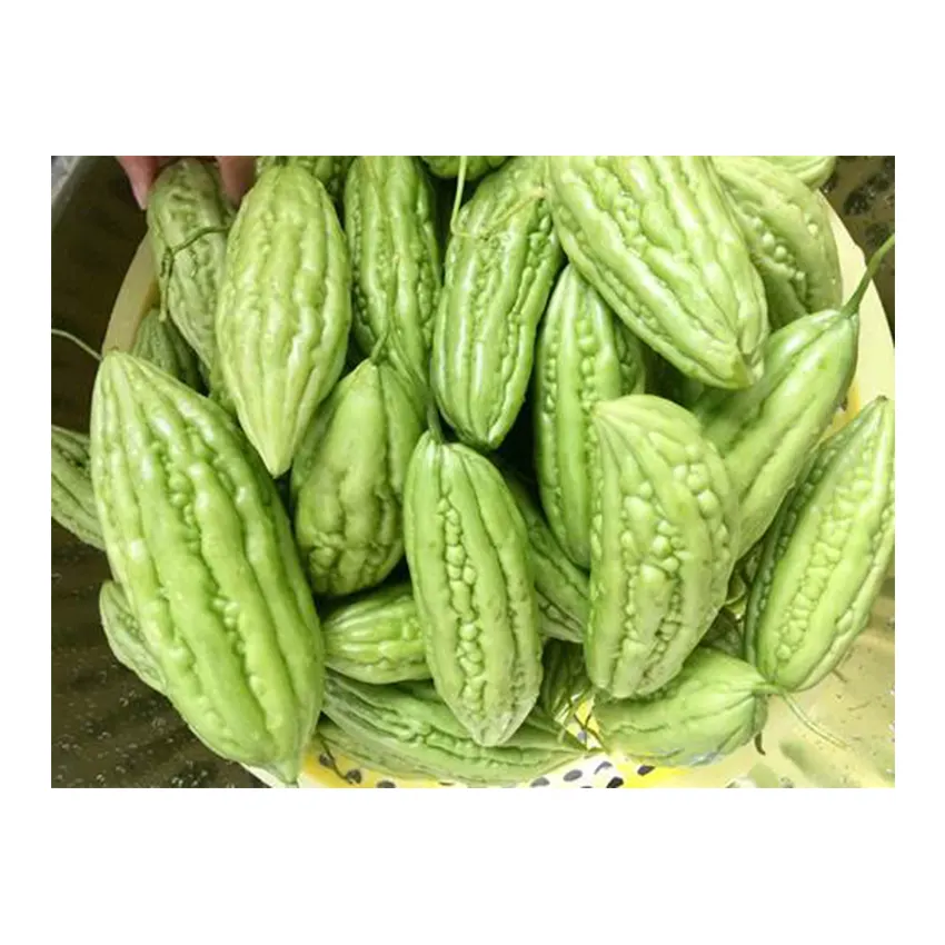 Produk Sayuran Kualitas Tinggi Vietnam Sayuran Kering Kualitas Tinggi Penyimpanan Hijau Melon Pahit Segar Pertanian