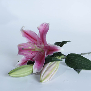 Fleurs fraîches récemment cueillies, Lys <span class=keywords><strong>Sorbonne</strong></span>, 3 têtes, haute qualité, décoration intérieure, ajoute de la couleur à la maison - Product Image 5