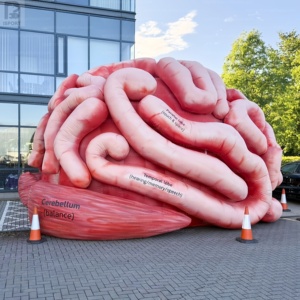 Modelo de Cerebro Inflable Impreso Personalizado de Gran Tamaño, Escultura Realista de Órgano Médico para Activación de Marca <span class=keywords><strong>en</strong></span> Comercios/Salud Pública - Product Image 6