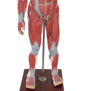 Figure musculaire ADA-A350 de haute qualité de 170 cm avec organes internes, taille réelle, 27 pièces d'enseignement médical anatomie humaine - Product Image 4