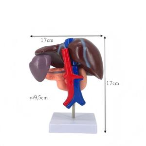 Modelo Anatómico de Hígado, Páncreas y Duodeno Humano Desmontable en 3 Partes con Estructura Vascular para Enseñanza Médica - Product Image 5