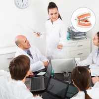 Modelo Dental de Demostración Anatómica para Enseñanza Médica, Dientes de Tipodonto Multiusos para Higiene Bucal y Entrenamiento de Enfermería