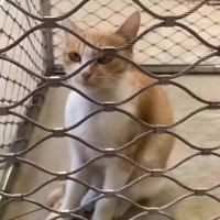 Clôture flexible en treillis métallique noué en acier inoxydable pour enclos d'animaux de zoo, grande volière, clôture pour la faune